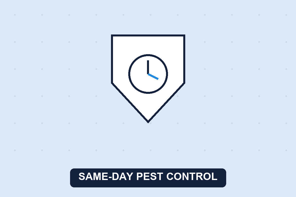 same day pest control illustration