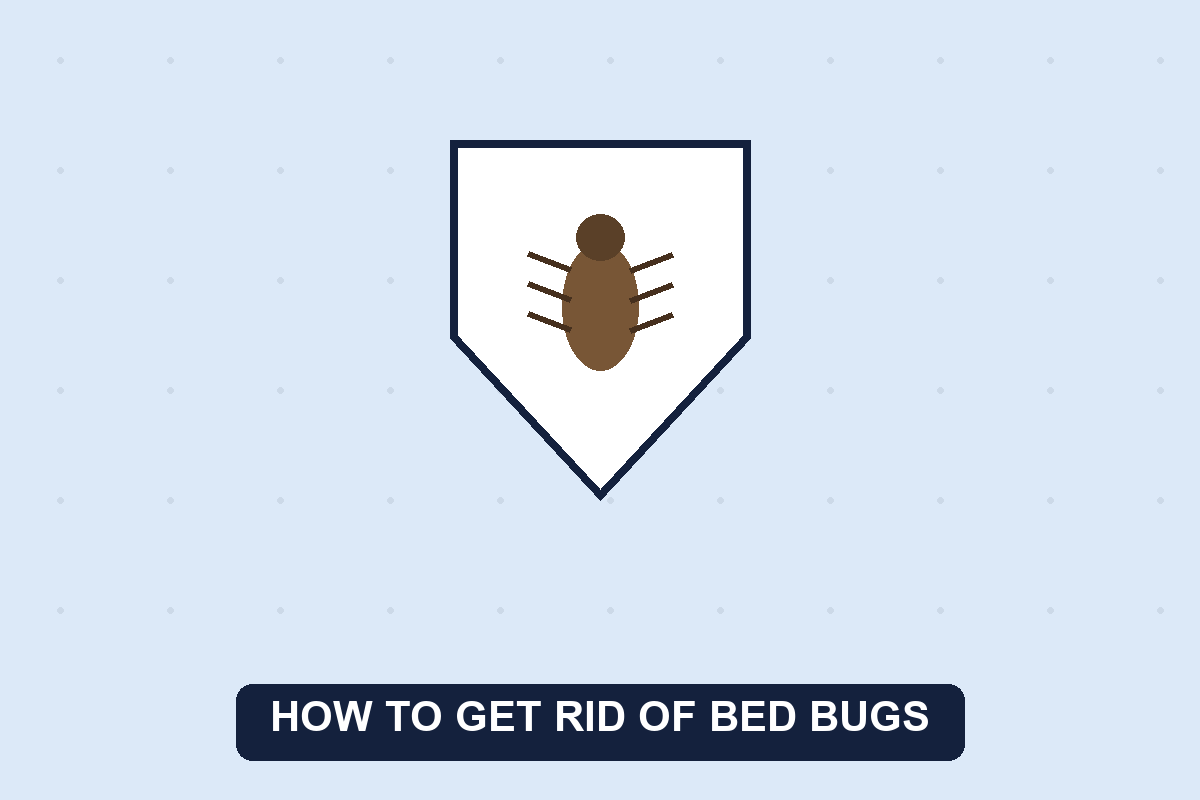 how to get rid of bed bugs guide illustration