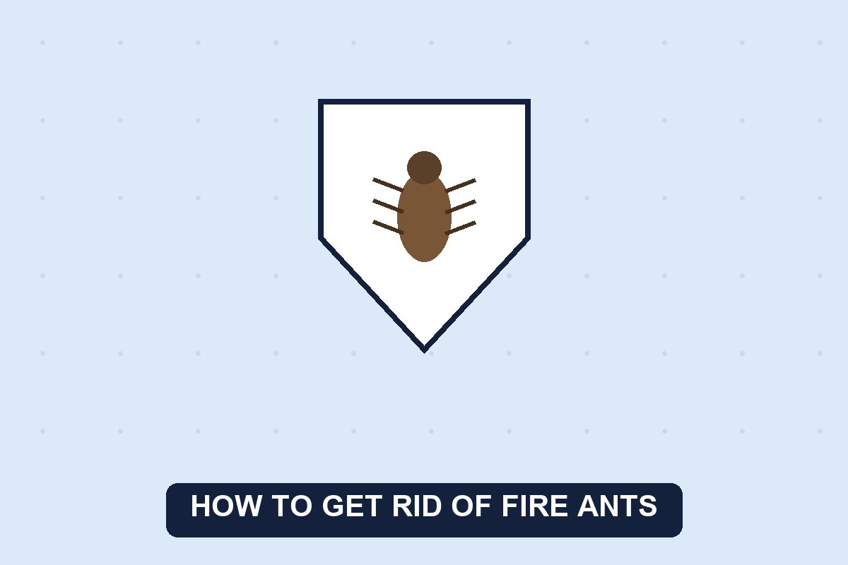 how to get rid of fire ants guide illustration