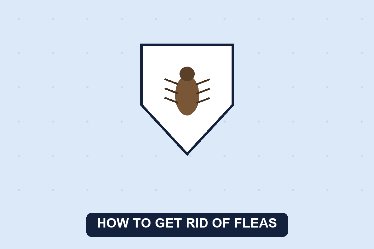 how to get rid of fleas guide illustration