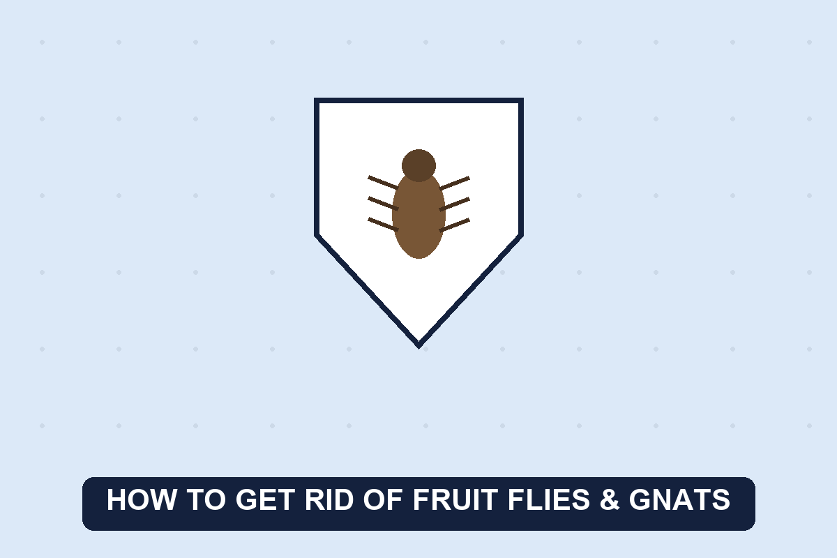 how to get rid of fruit flies guide illustration