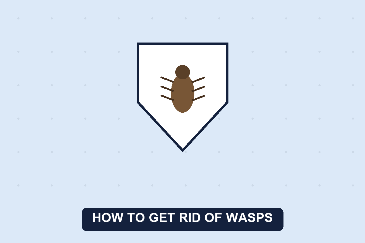 how to get rid of wasps guide illustration