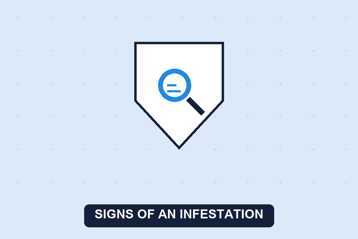 signs of a pest infestation guide illustration