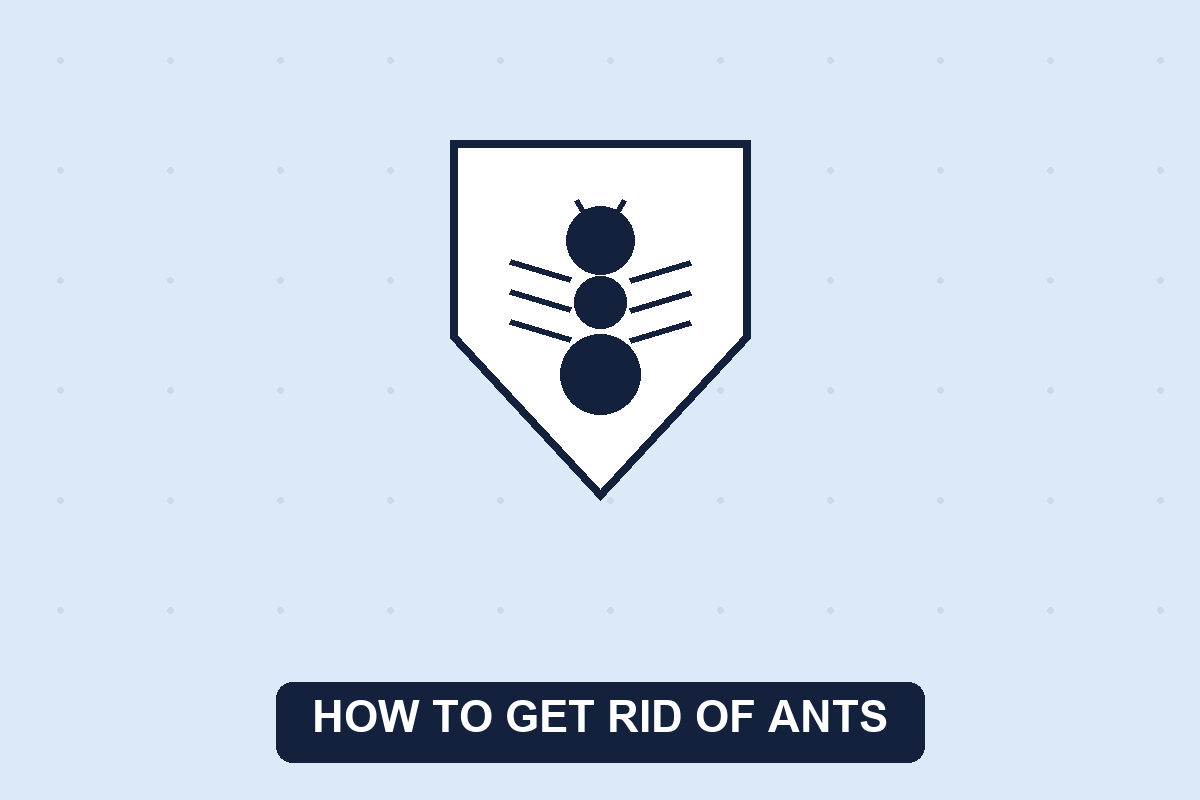 How to get rid of ants illustration of an ant and shield