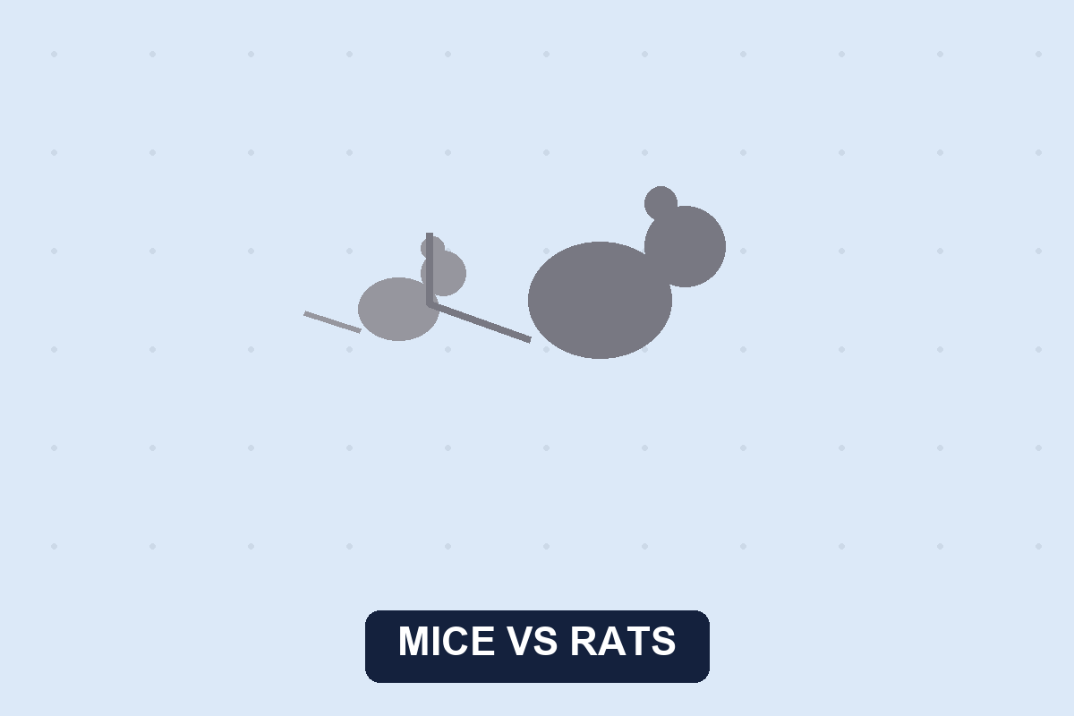 Mice vs rats illustration comparing a mouse and a rat