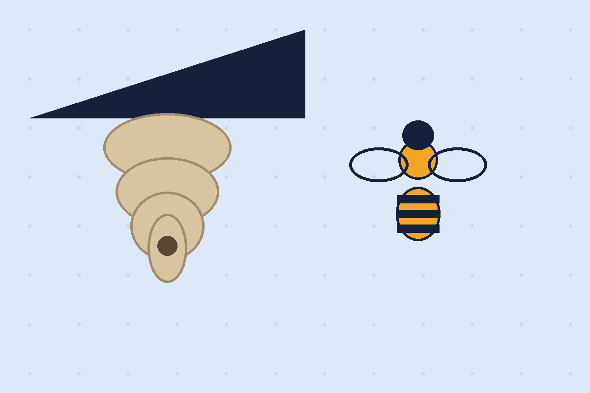 Wasp pest control Dallas TX illustration of a paper wasp nest under a roof eave